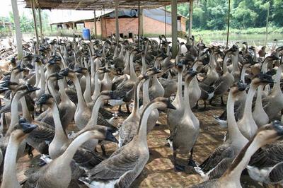 江門特產不止有陳皮，還有豐富的家畜養殖產業