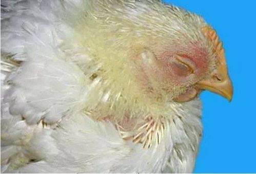 蛋雞呼吸道疾病綜合防治 預防與治療策略詳解