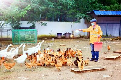 十二時辰守望 百余職工封閉工區，守護家畜養殖的日與夜