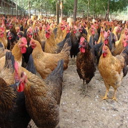 家禽 從遠古馴化到現代餐桌