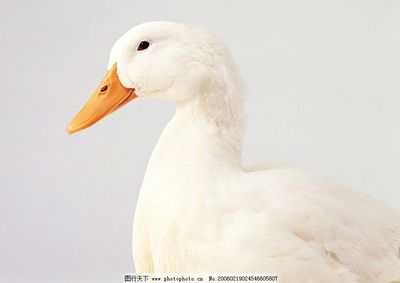 家禽 從古老馴化到現代產業