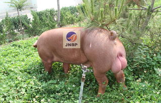 專業(yè)育種，卓越品質(zhì) 濟(jì)寧原種豬場(chǎng)優(yōu)質(zhì)杜洛克公豬供應(yīng)與招商