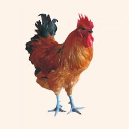 鎮(zhèn)江浩順欣喜養(yǎng)殖合作社 專業(yè)家禽家畜養(yǎng)殖的領(lǐng)航者