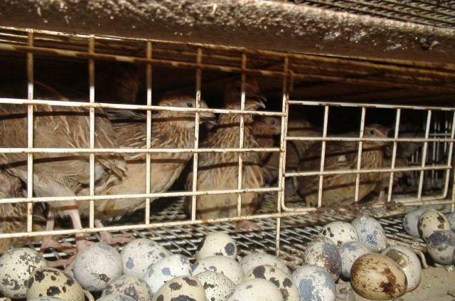 鵪鶉養(yǎng)殖“四要素” 想要成功養(yǎng)出好鵪鶉，這篇文章值得一看！